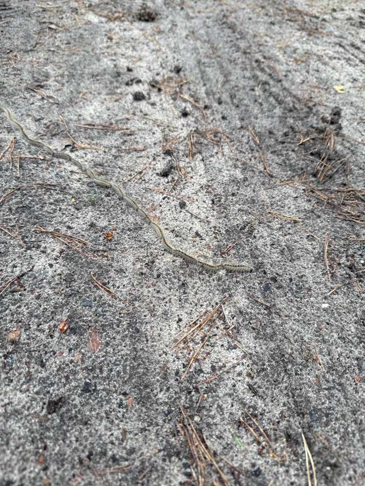 Giftköder-Vereinzelte Kiefernprozessionssspinner-Profilbild