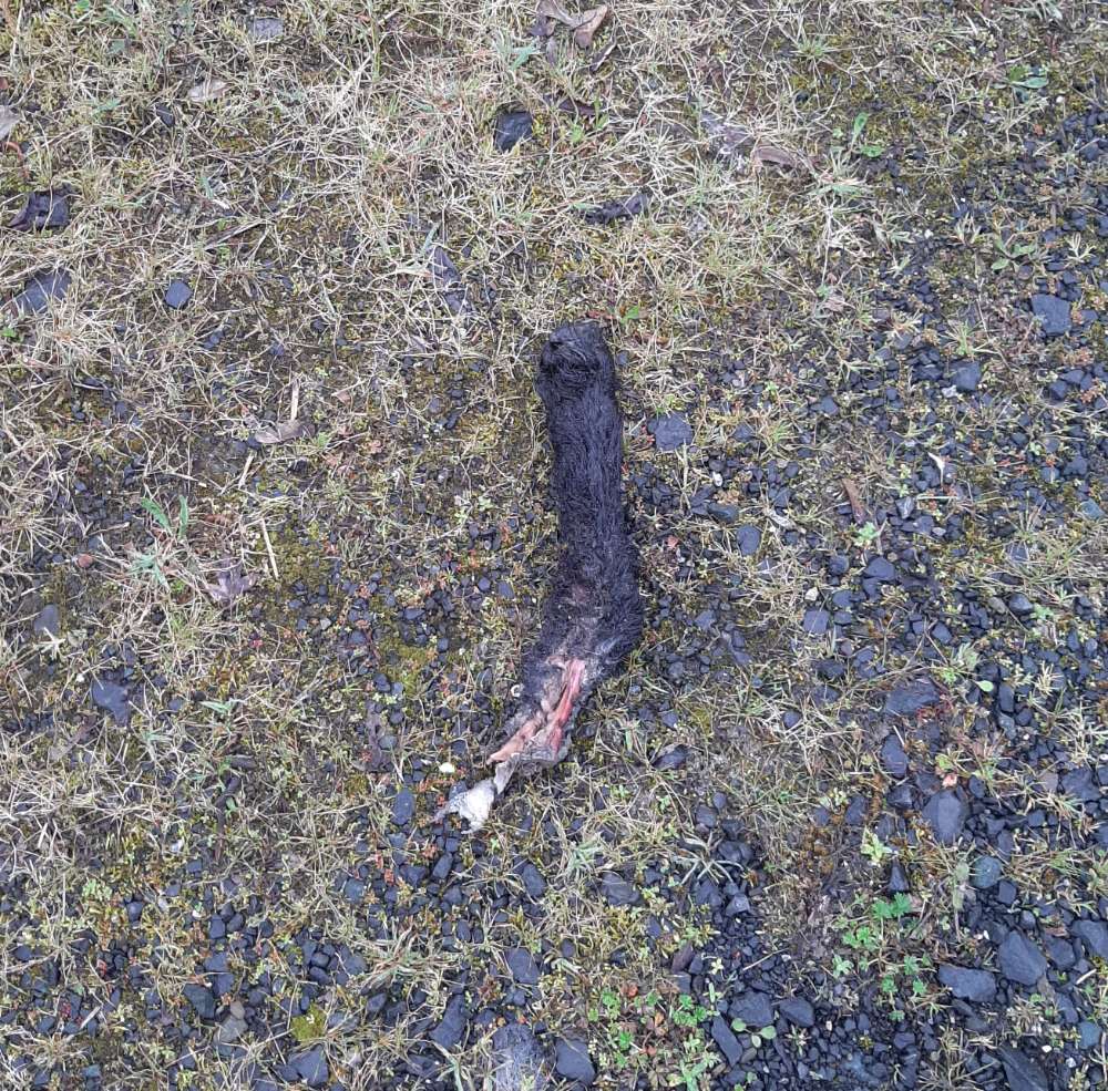 Giftköder-Tierbein-Profilbild