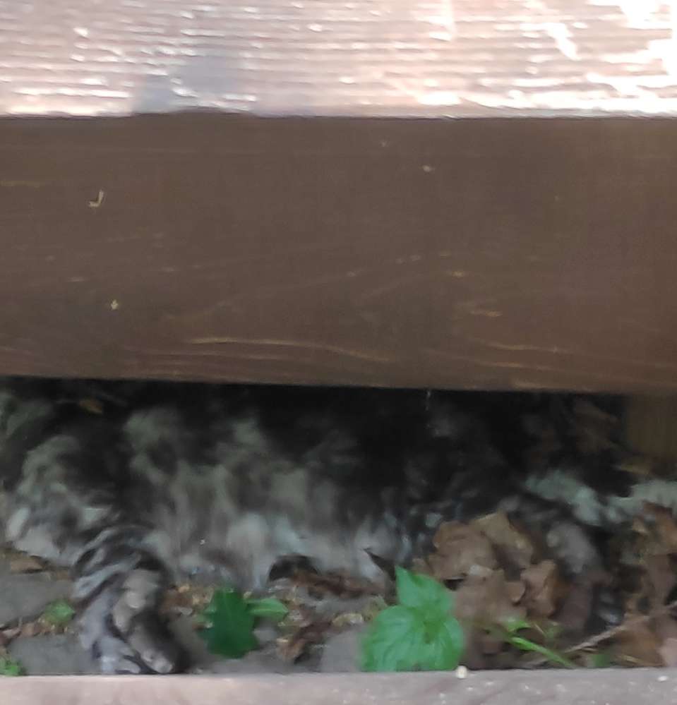 Giftköder-Tote Katze (grau) entdeckt-Profilbild