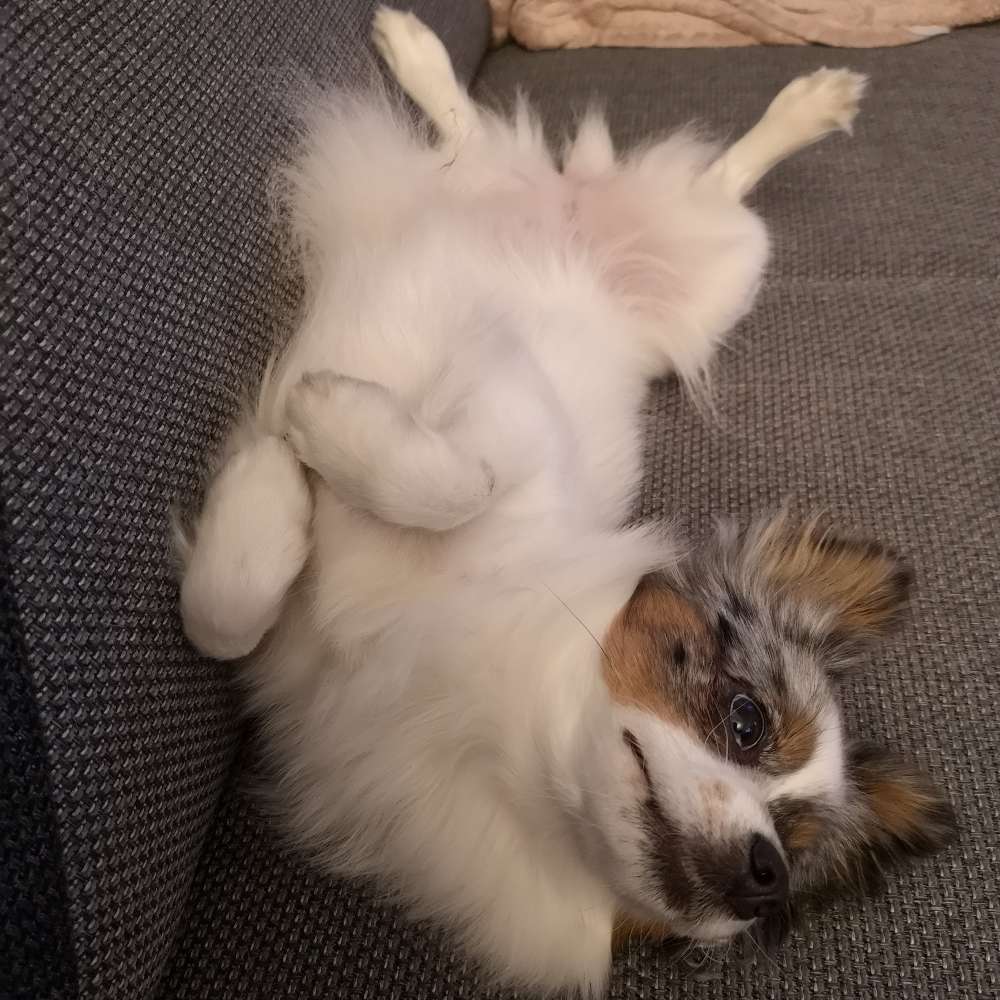 Hundetreffen-Trainingspartner für Hundebegegnungen gesucht-Profilbild