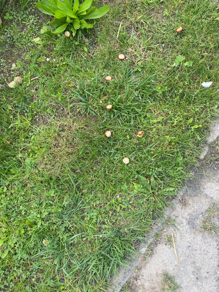 Giftköder-Wurststücke-Profilbild