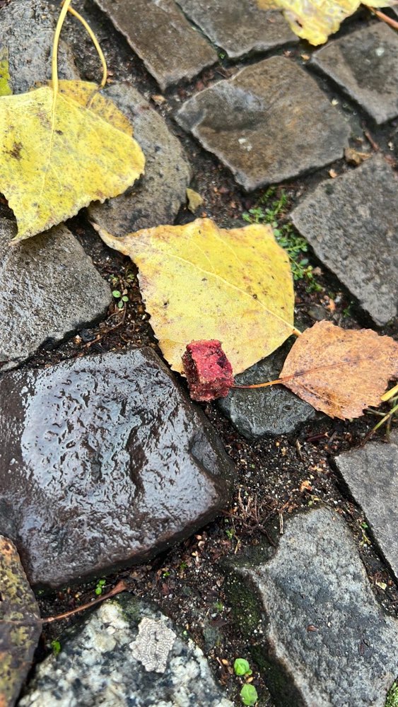 Giftköder-Giftköder-Profilbild