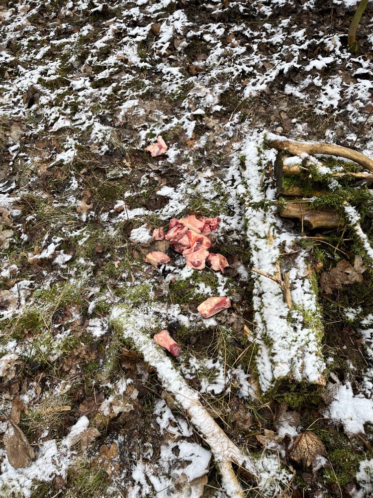 Giftköder-Ausgelegtes Fleisch-Profilbild