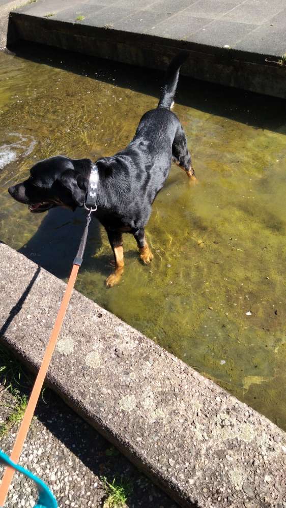 Hundetreffen-Spielrunde für große Hunde-Profilbild