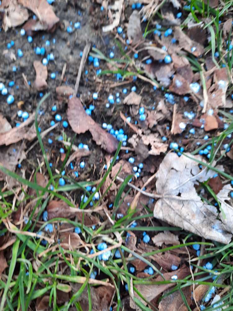 Giftköder-Schneckenkorn/Rattengift-Profilbild