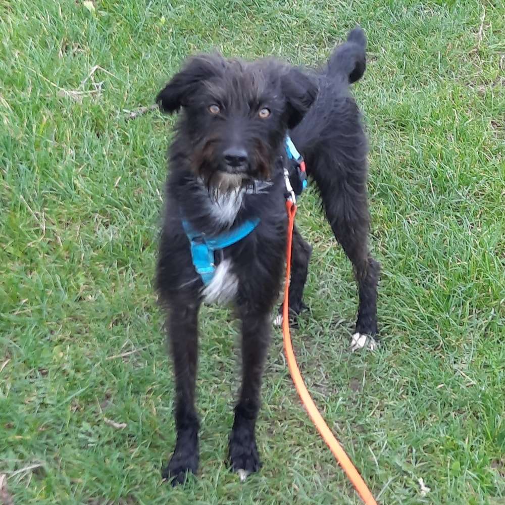 Hundetreffen-Norgaardholz, oder an Wochenenden eine Runde drehen.-Profilbild