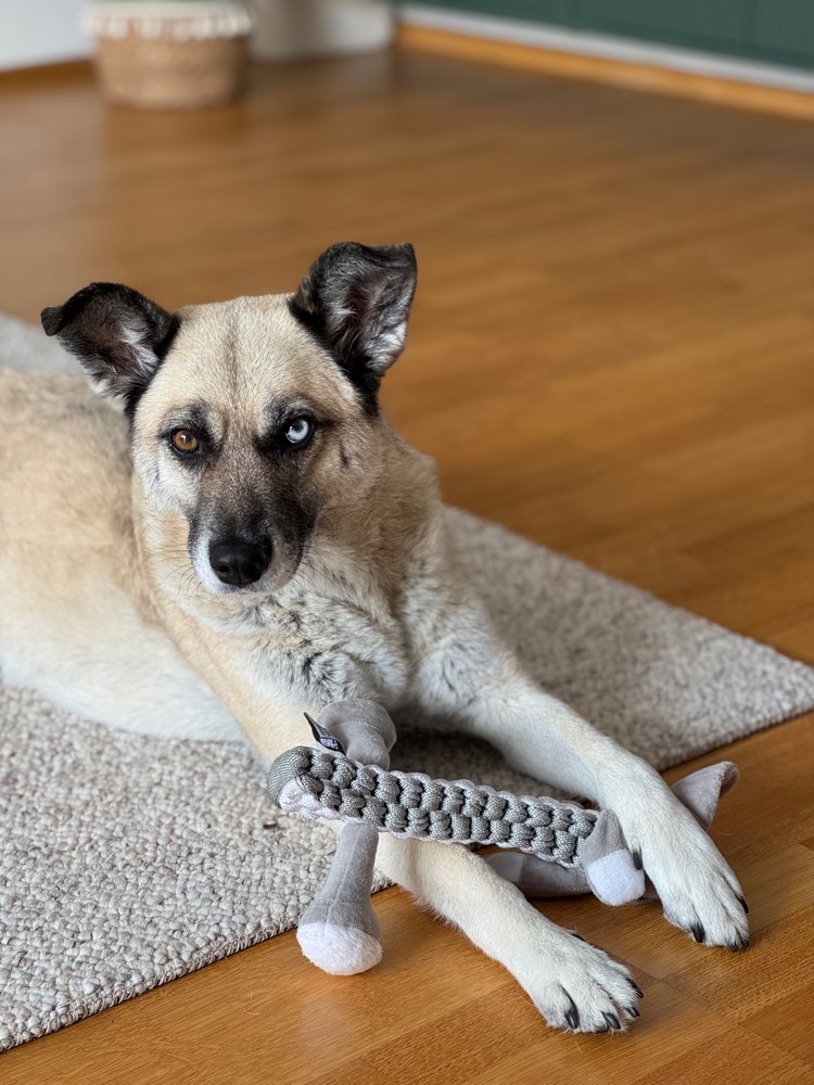 Hundetreffen-Senioren/ Entspannte Walks ☺️-Profilbild