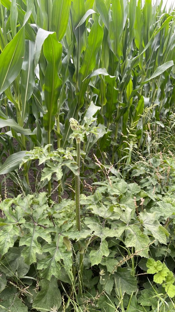 Giftköder-Bärenklau-Profilbild