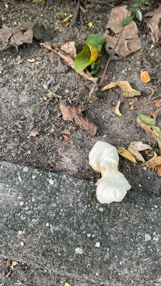 Giftköder-Herumliegende Kauknochen-Profilbild