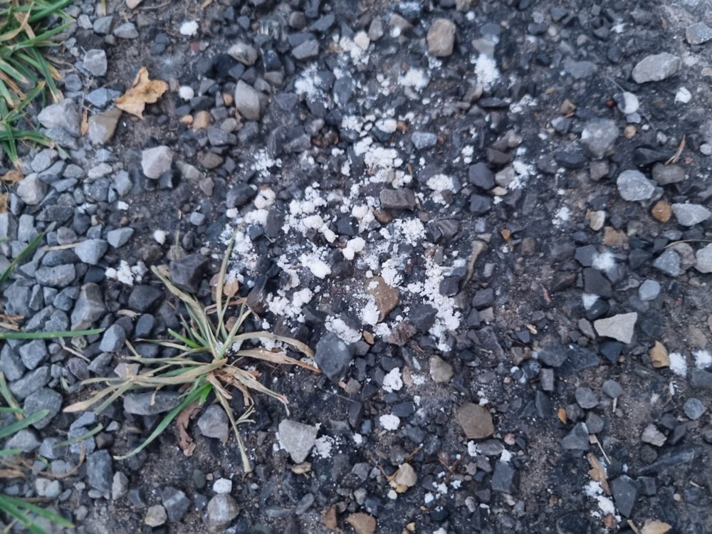 Giftköder-Giftköder-Profilbild