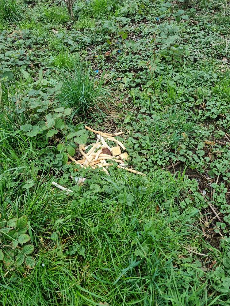 Giftköder-Kuchenreste-Profilbild