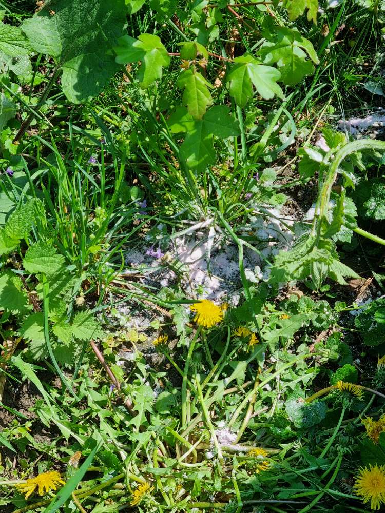 Giftköder-Undefinierbares weisses Pulver-Profilbild