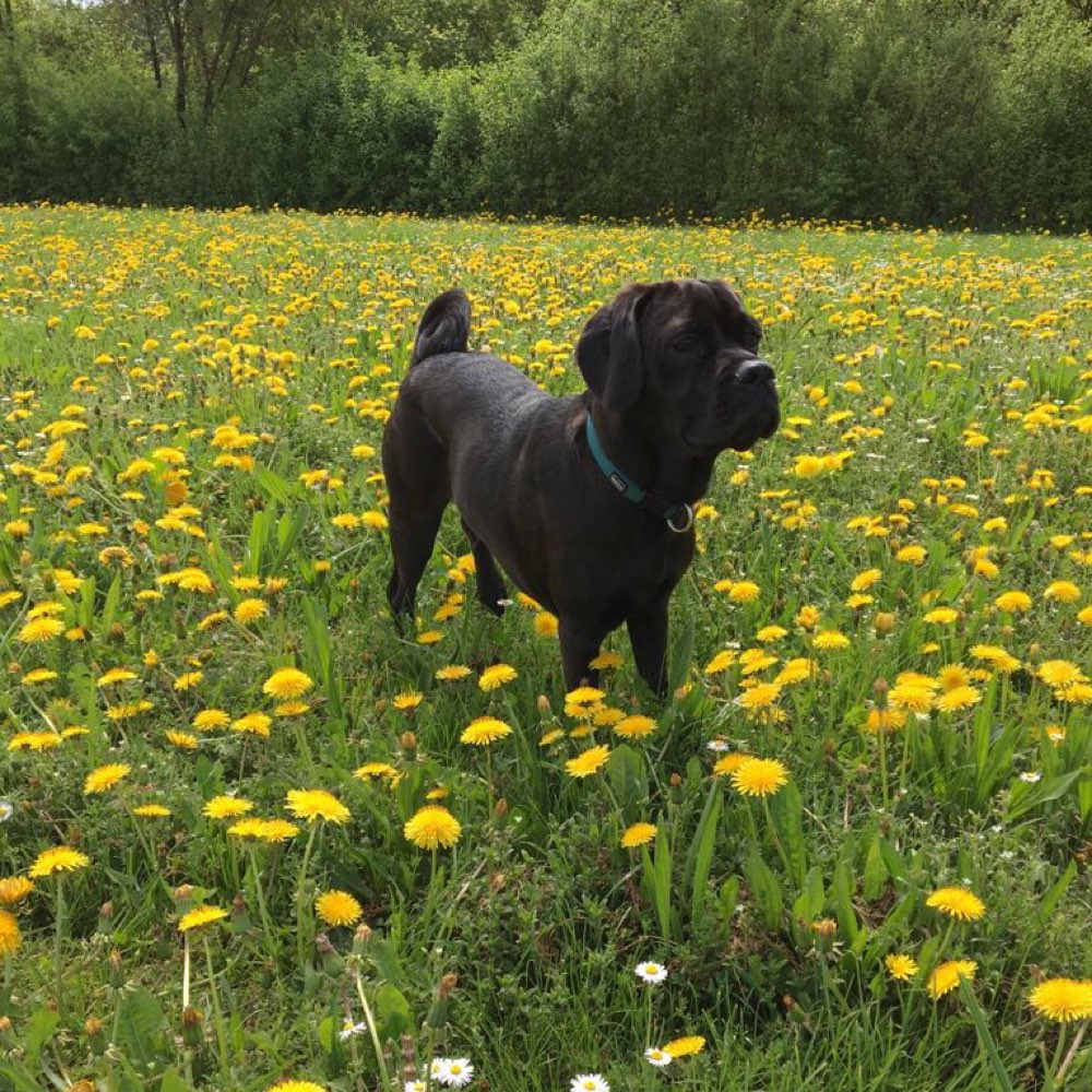 Hundetreffen-Spielsstunde-Profilbild