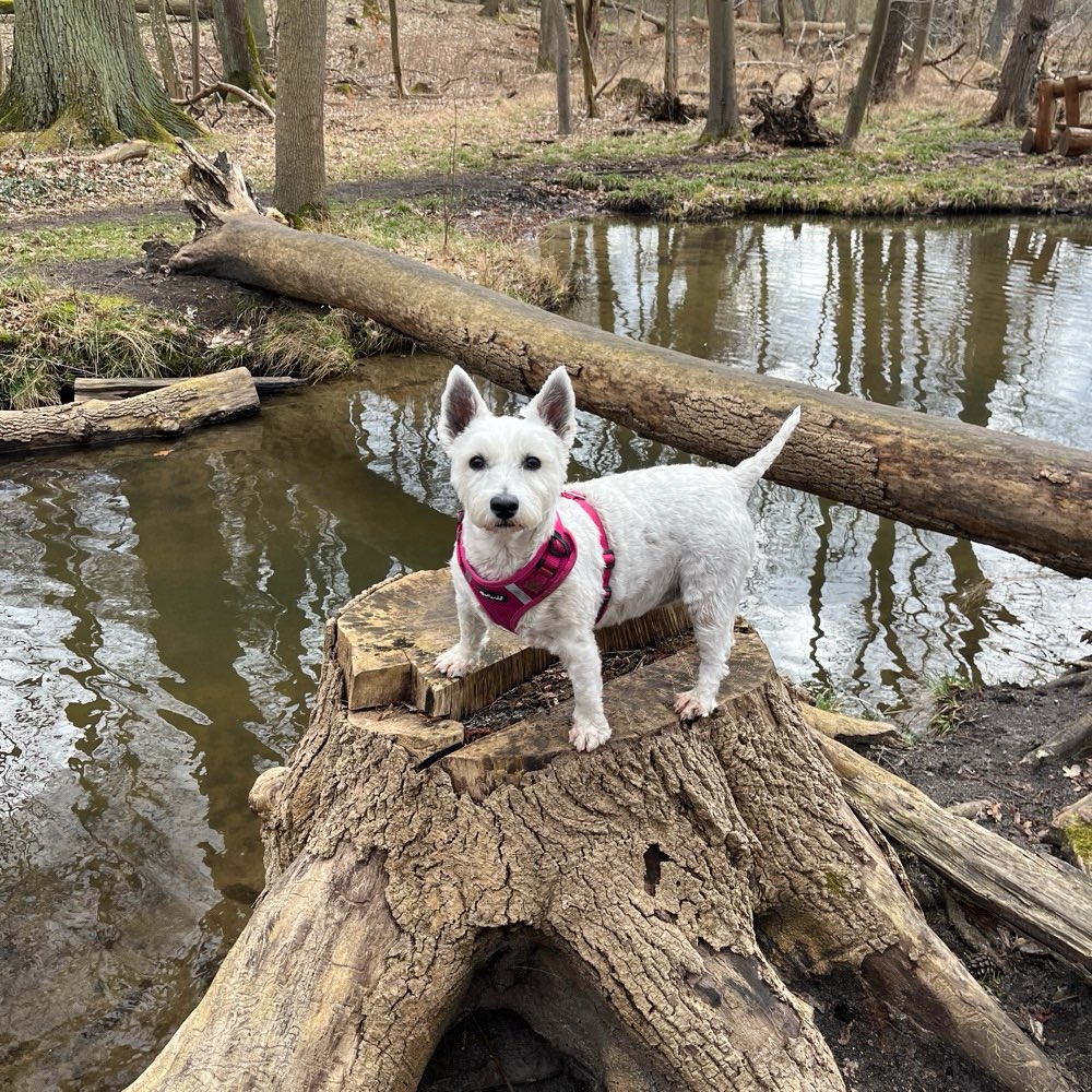 Hundetreffen-Gemeinsame Gassirunde oder Ausflüge :)-Profilbild