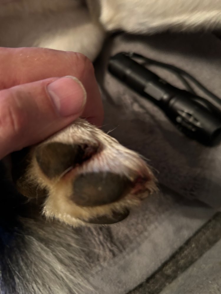 Giftköder-Aggressive Hunde-Profilbild