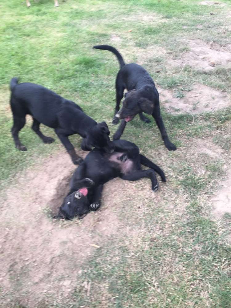 Hundetreffen-auspowern, toben, spielen, ...-Profilbild