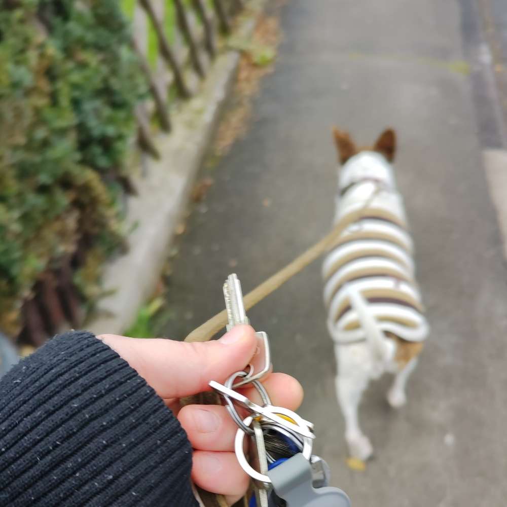 Hundetreffen-Gassi treffen gieselwerder-Profilbild