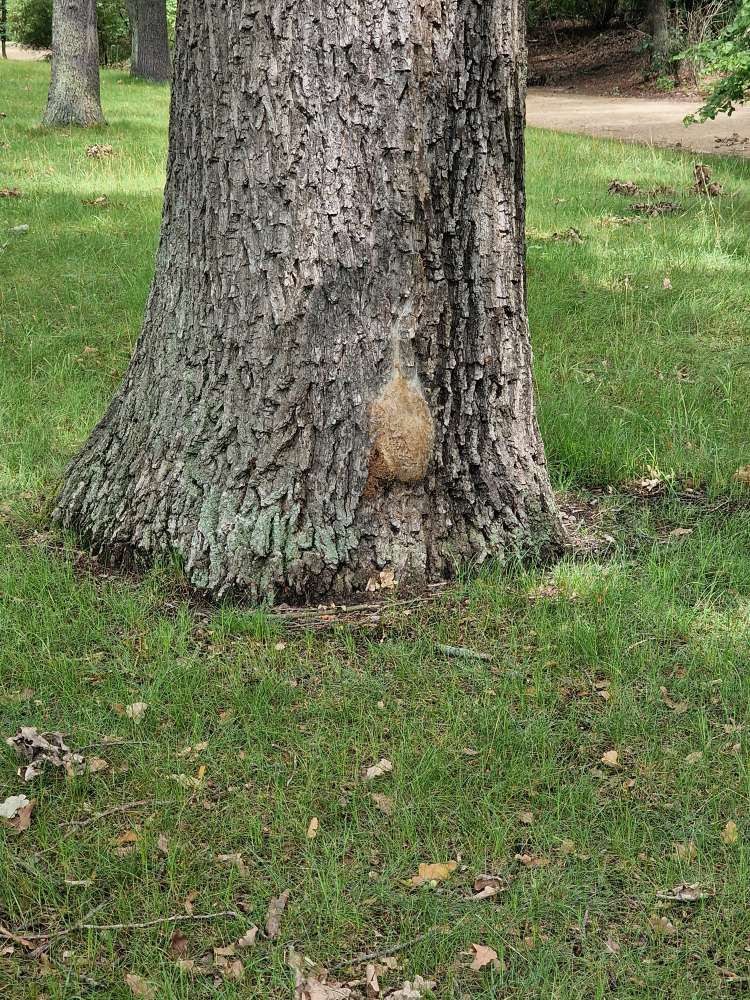 Giftköder-Eichenprozessionsspinner-Profilbild