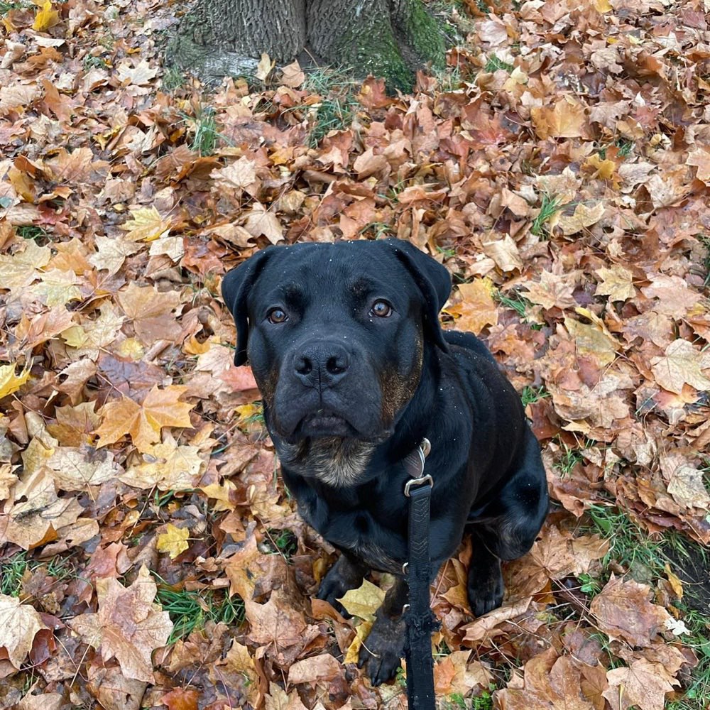 Hundetreffen-Timon sucht einen Spielpartner-Profilbild
