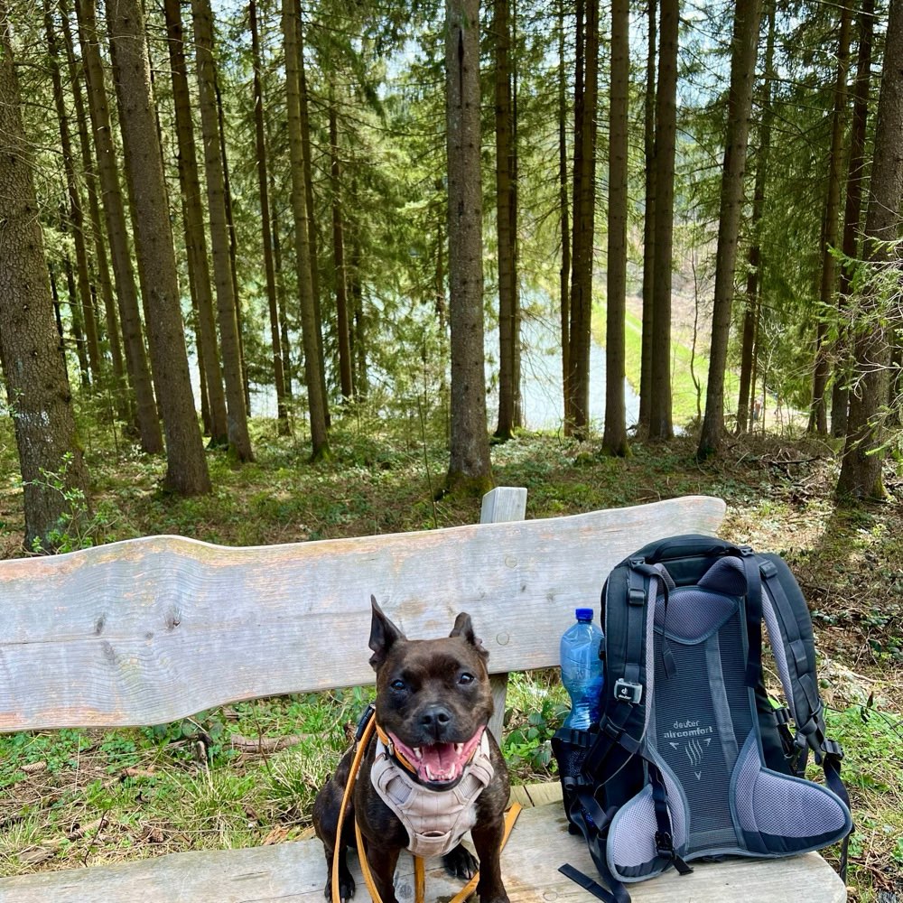 Hundetreffen-Gemeinsame Spaziergänge zum Üben-Profilbild