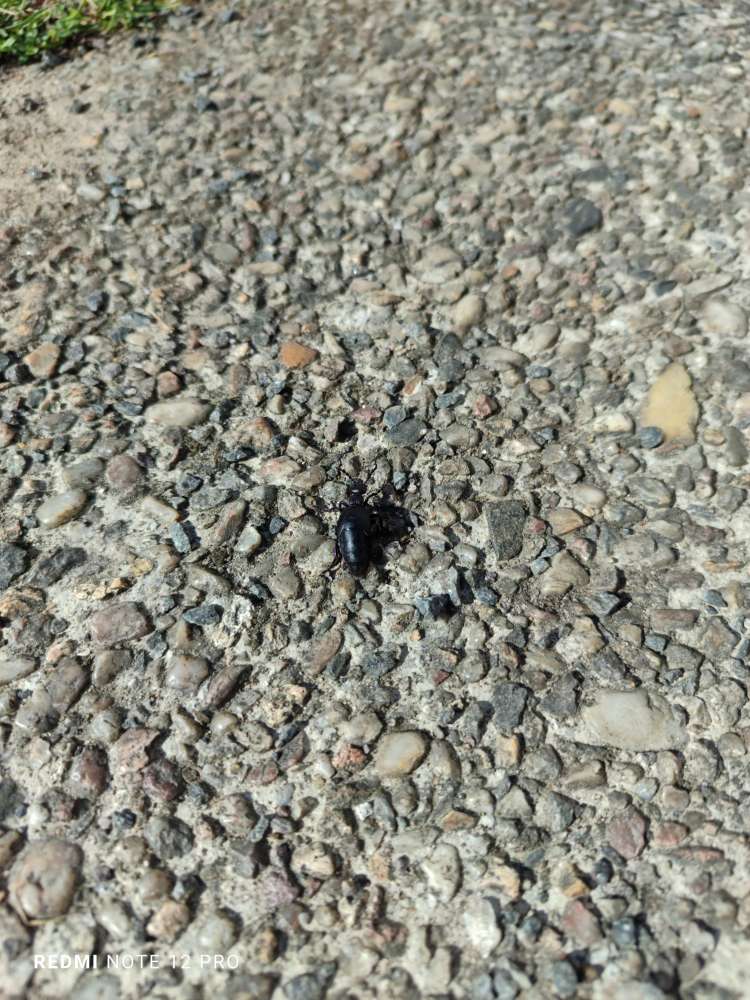 Giftköder-Ölkafer-Profilbild