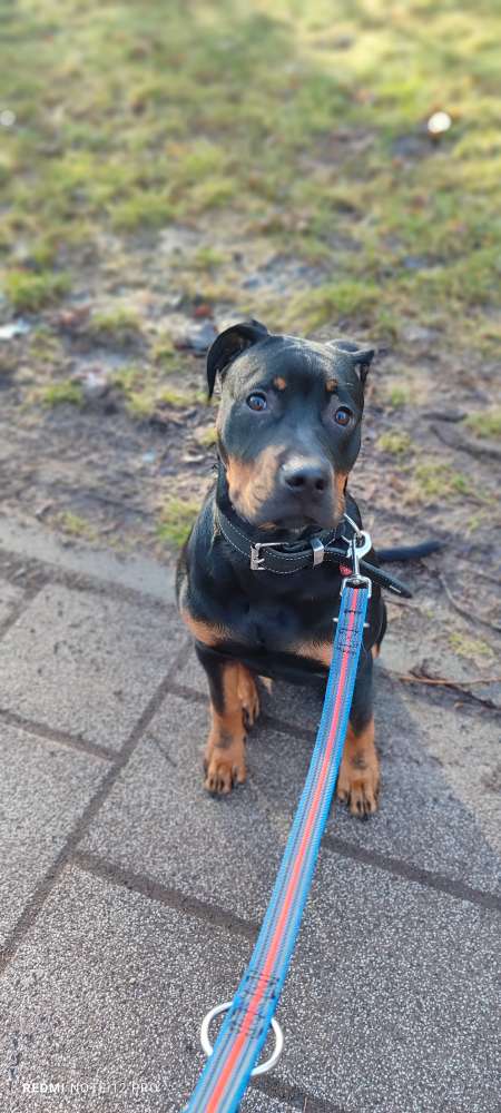 Hundetreffen-Schönauer Lachen/Kiesgrube Rückmarsdorf-Profilbild