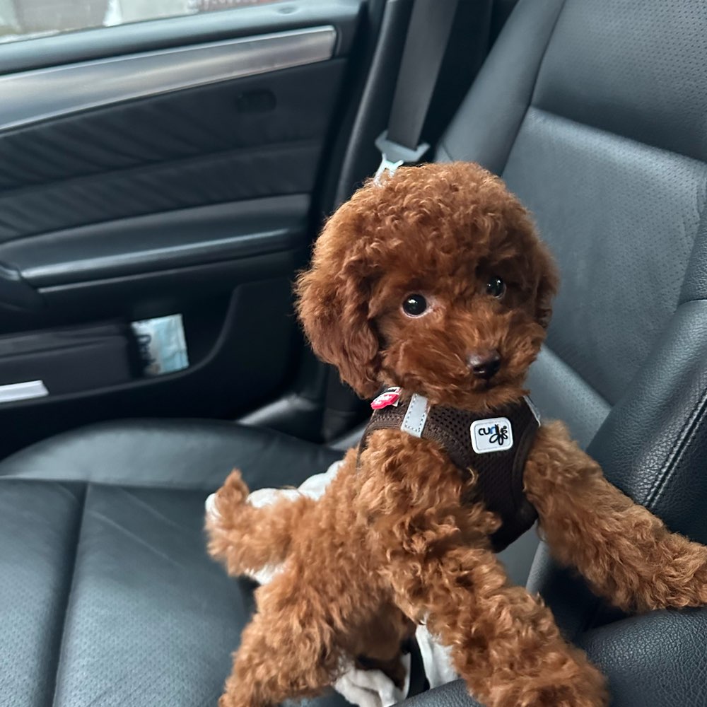 Hundetreffen-Spieltreff-Profilbild