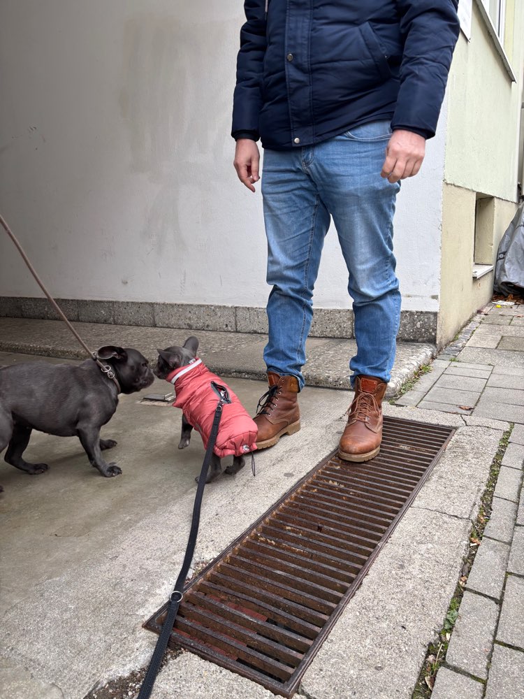 Hundetreffen-Welpentreff-Profilbild