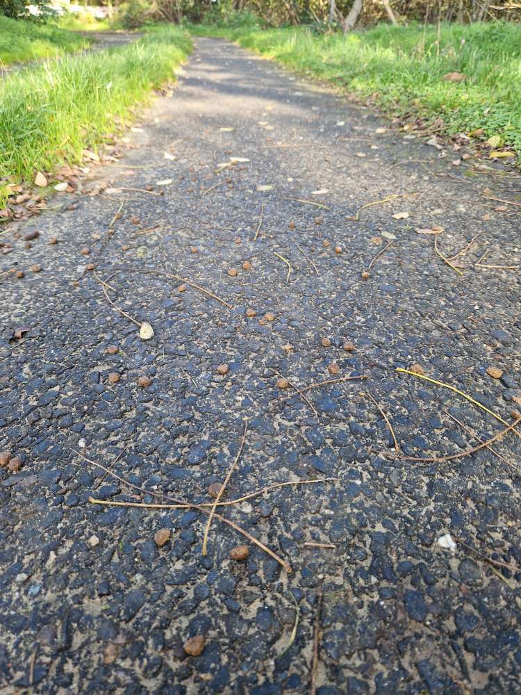 Giftköder-Trockenfutter am Weg verstreut-Profilbild