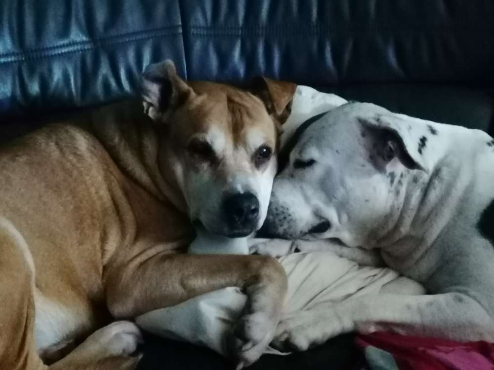 Hundetreffen-Würde mich freuen hier Hunde Freunde für gemeinsame Gassi runden zu finden. Zeitlich sind wir flexib-Profilbild