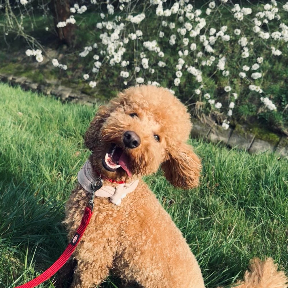Hundetreffen-Pudel-Treff Leipzig-Profilbild