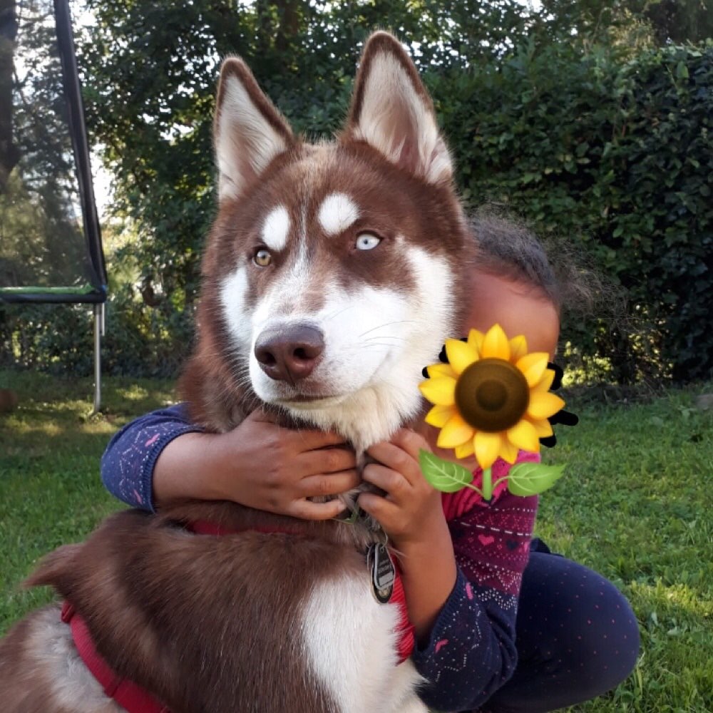 Hundetreffen-Begegnungstraining-Profilbild