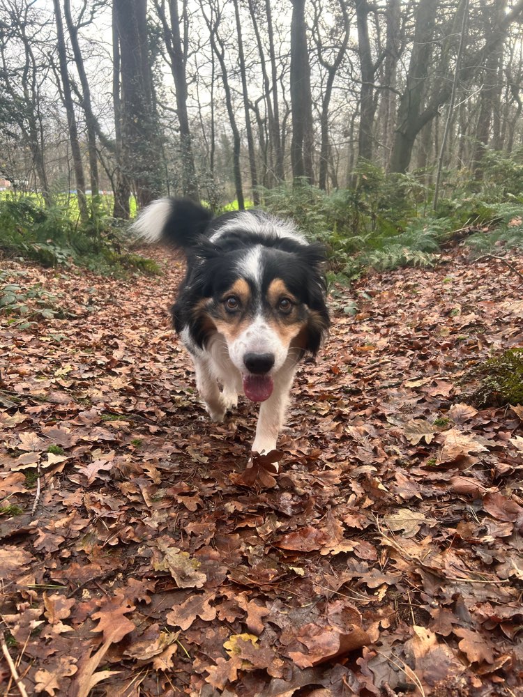 Hundetreffen-Gemeinsame Gassi/ tobe Runden-Profilbild