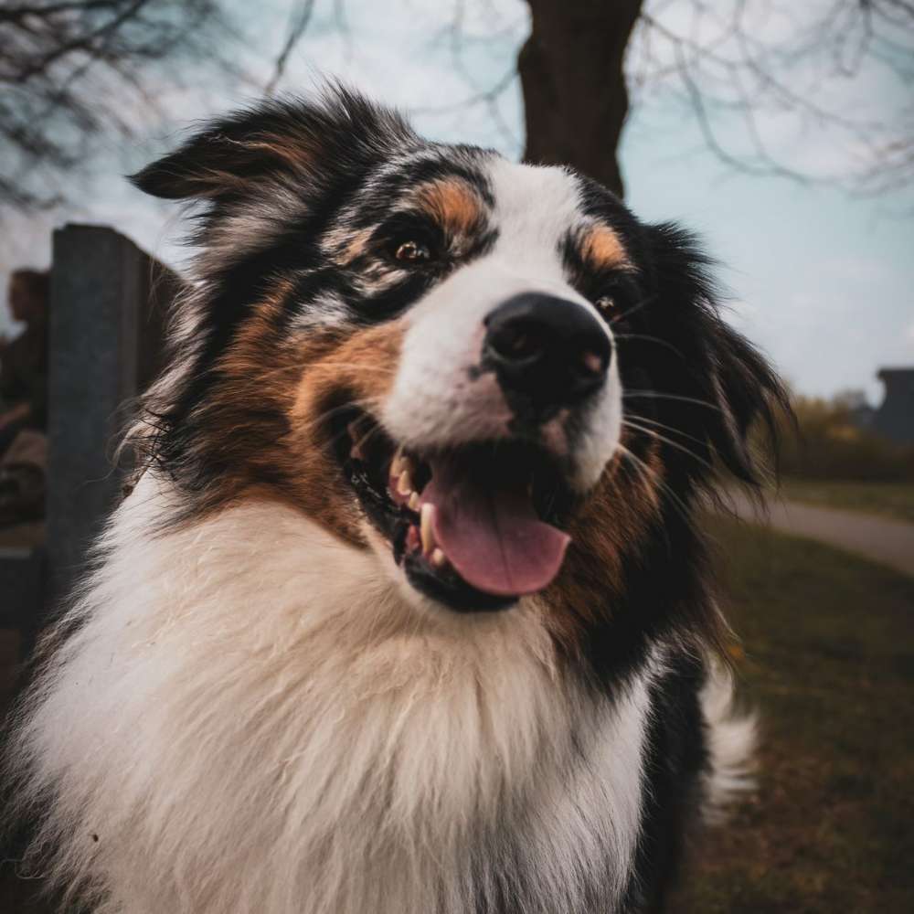 Hundetreffen-Treffen Du-Rumeln/Moers/Krefeld-Profilbild