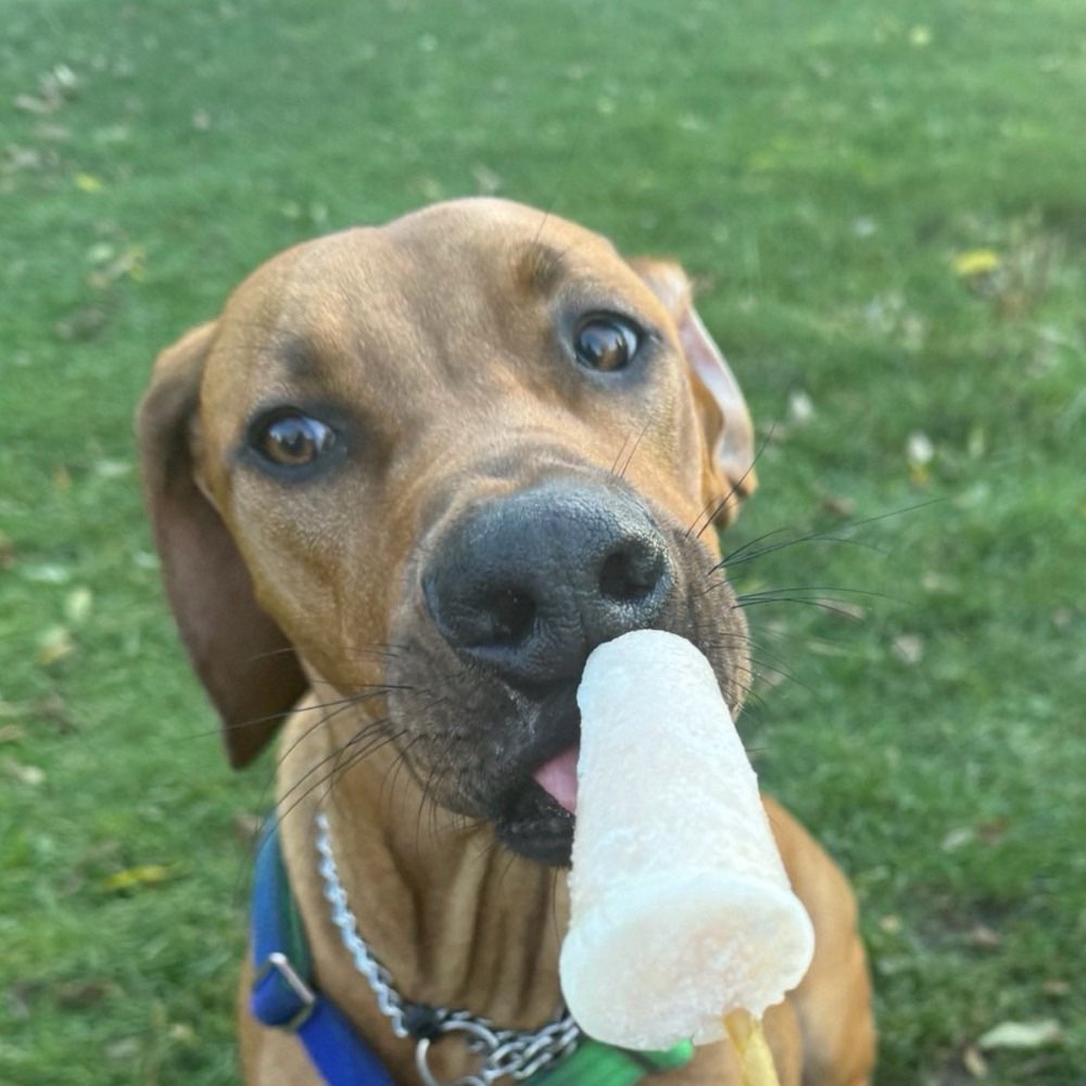 Hundetreffen-Spiel, Spaß und Erziehung-Profilbild