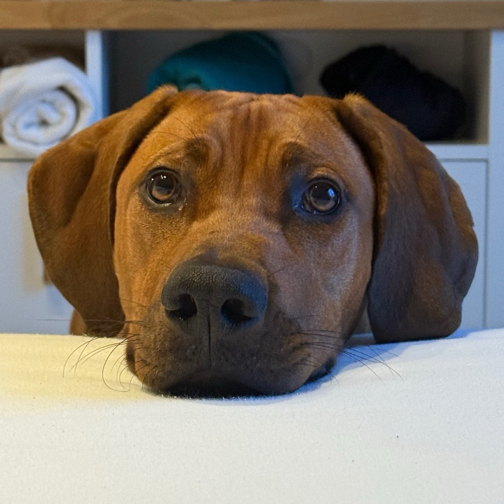 Hundetreffen-Hundefreunde-Profilbild