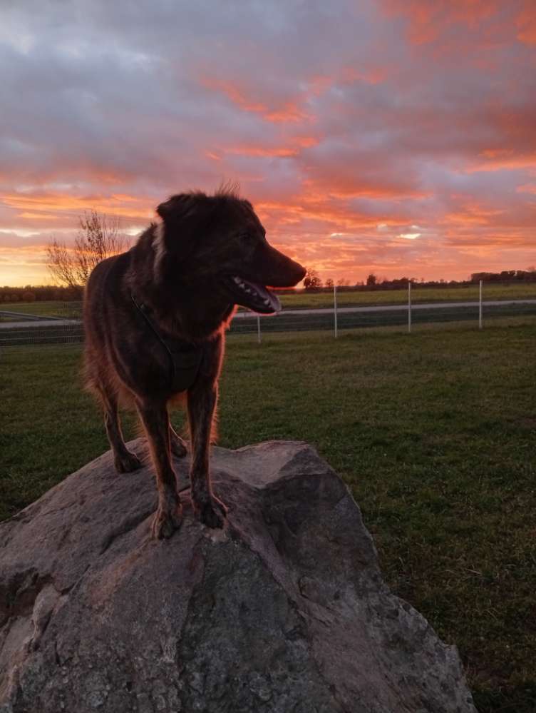 Hundetreffen-Hundekontakt-Profilbild