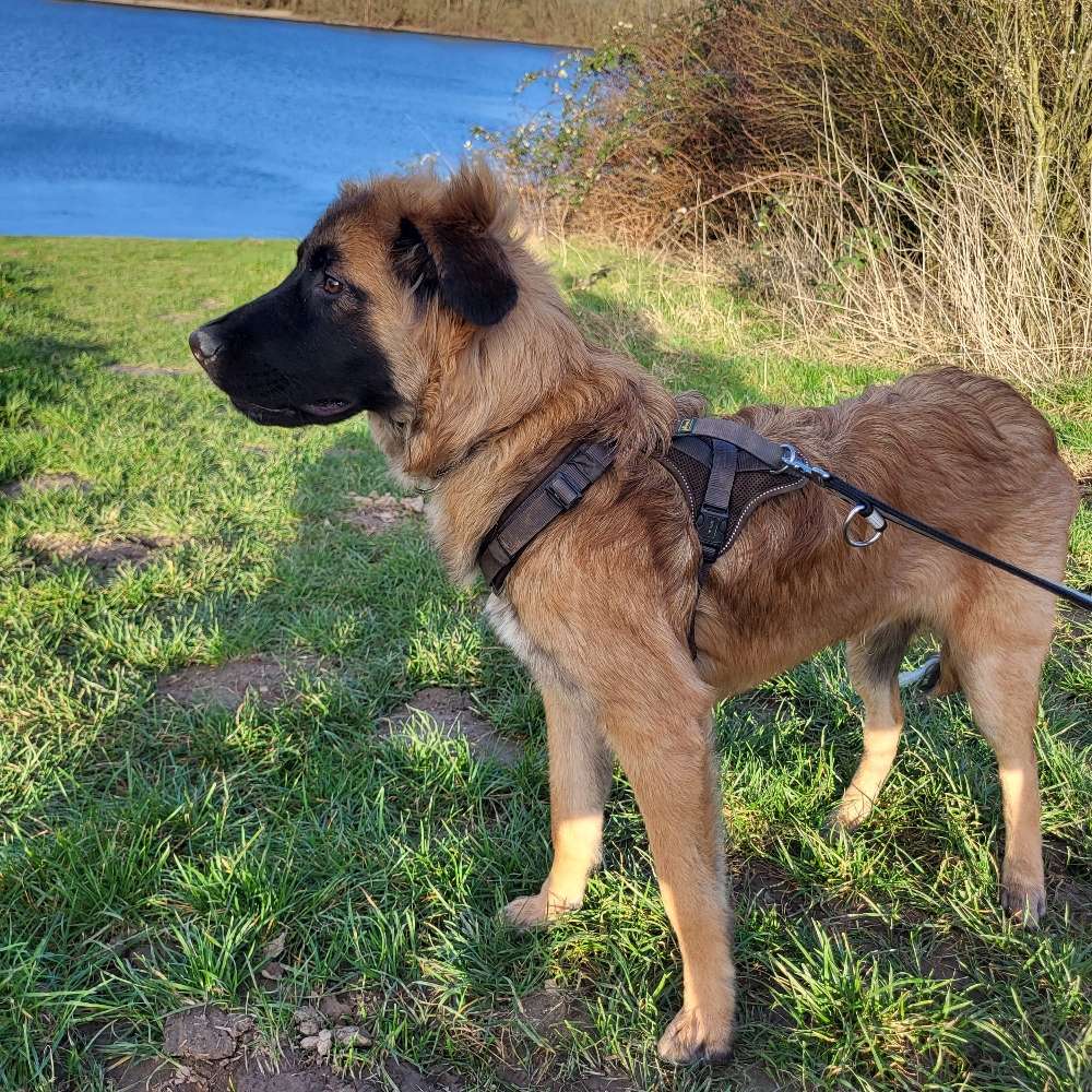 Hundetreffen-Regelmäßige Spielpartner gesucht-Profilbild