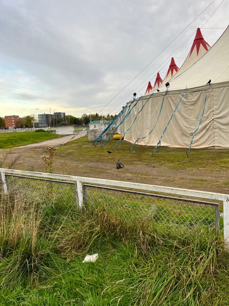 Giftköder-Großer verletzter Wildvogel.-Profilbild
