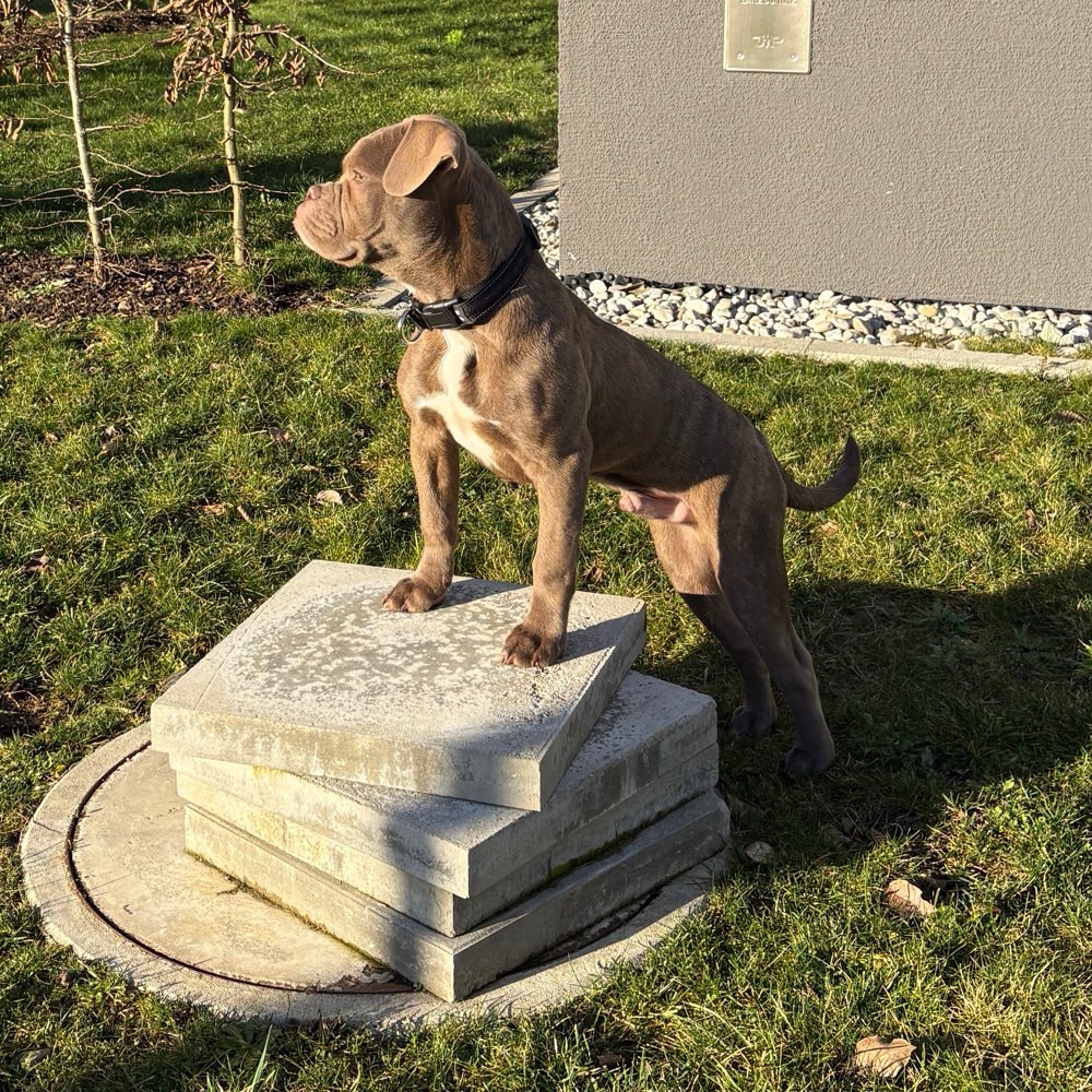 Hundetreffen-Spielen & Gassi gehen-Profilbild