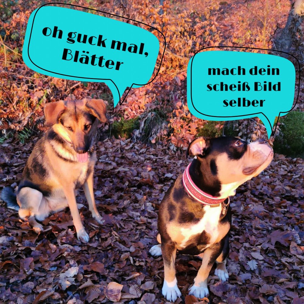 Hundetreffen-Gassi in Lebach und Umgebung-Profilbild