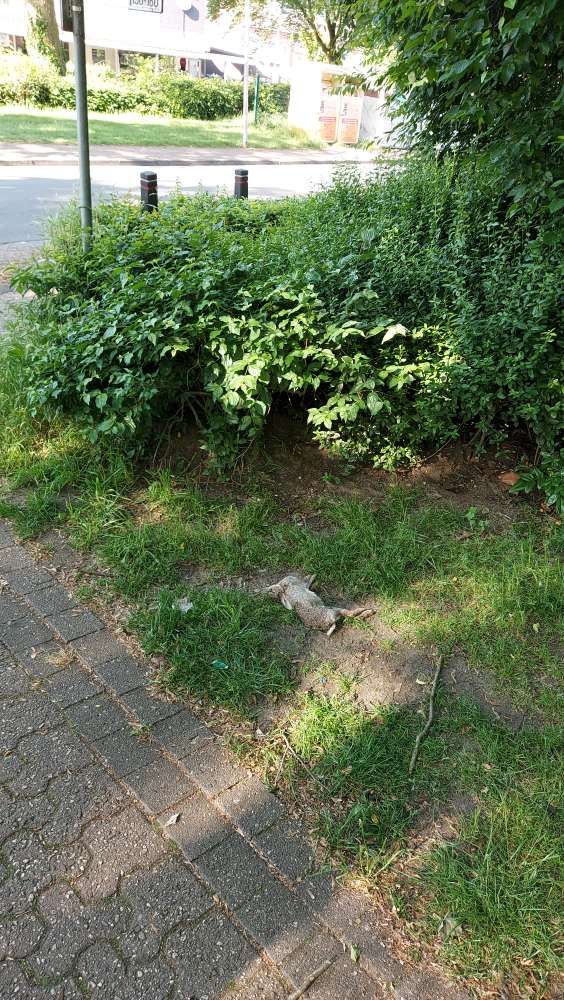 Giftköder-Toter Hase-Profilbild