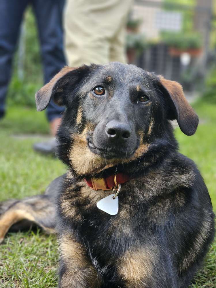 Hundetreffen-Spieltreff in Dachau-Profilbild