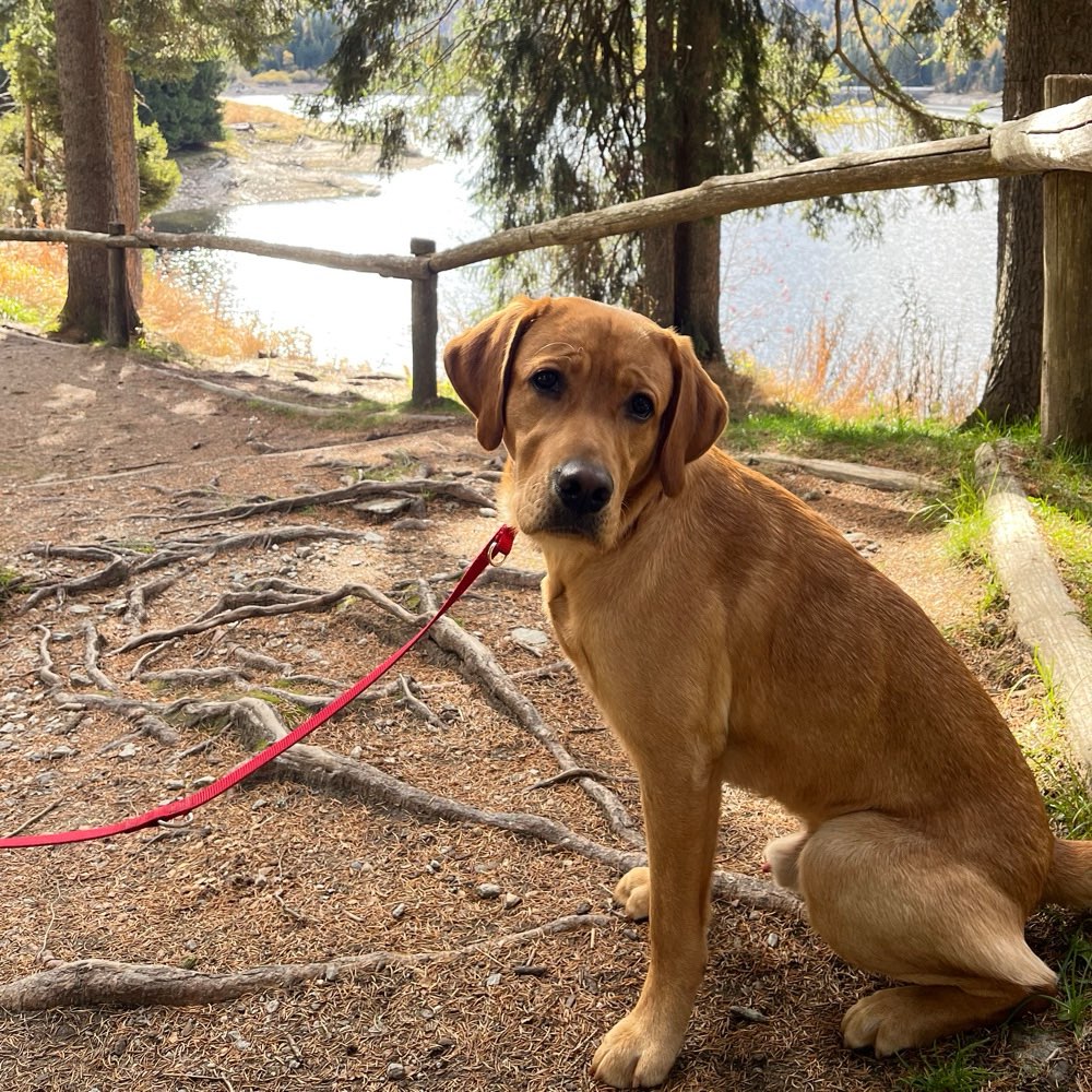 Hundetreffen-Playdate-Profilbild