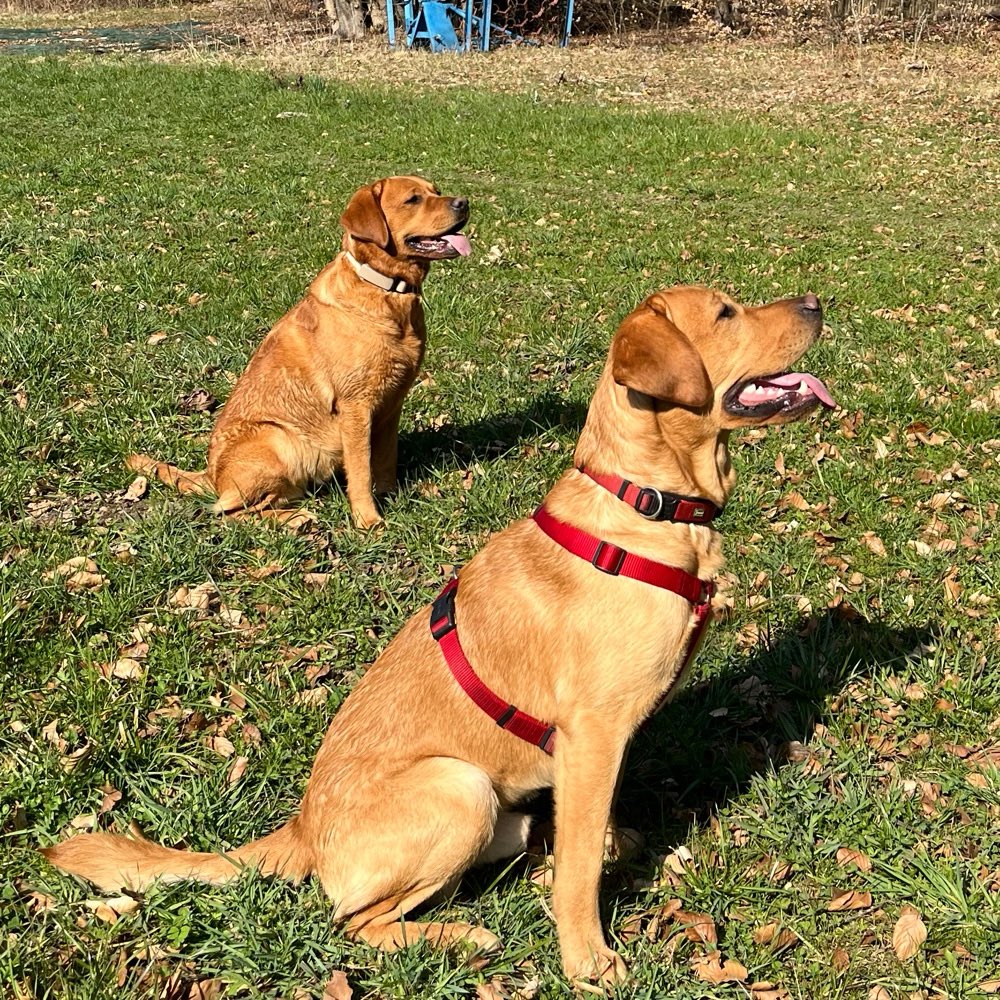 Hundetreffen-Playdate-Profilbild