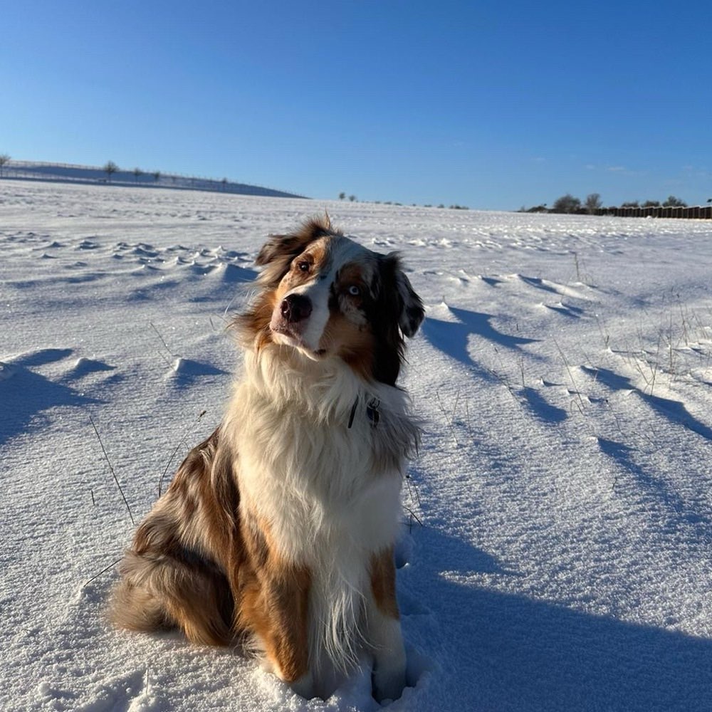 Hundetreffen-Gassirunden mit Training-Profilbild