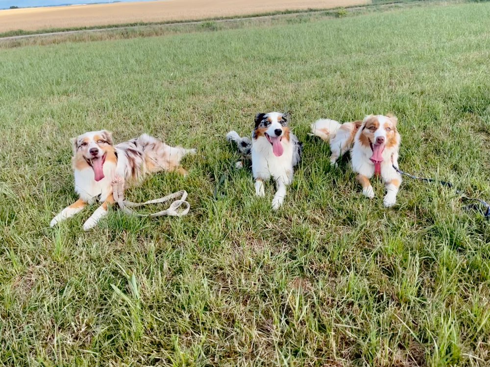 Hundetreffen-Aussie/ Aussie Mix Treff in Zwickau-Profilbild