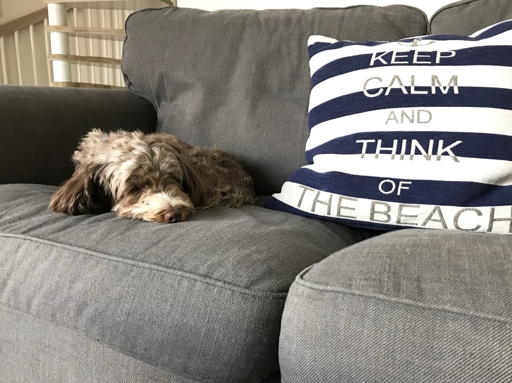 Dein Hund mit einem „Statement-Kissen“ 😀 Banner