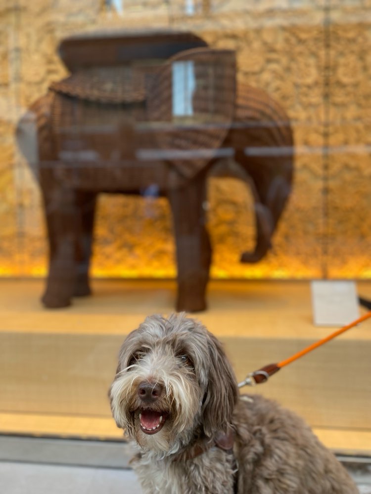 Schaufensterbummel 🐶😀 Banner