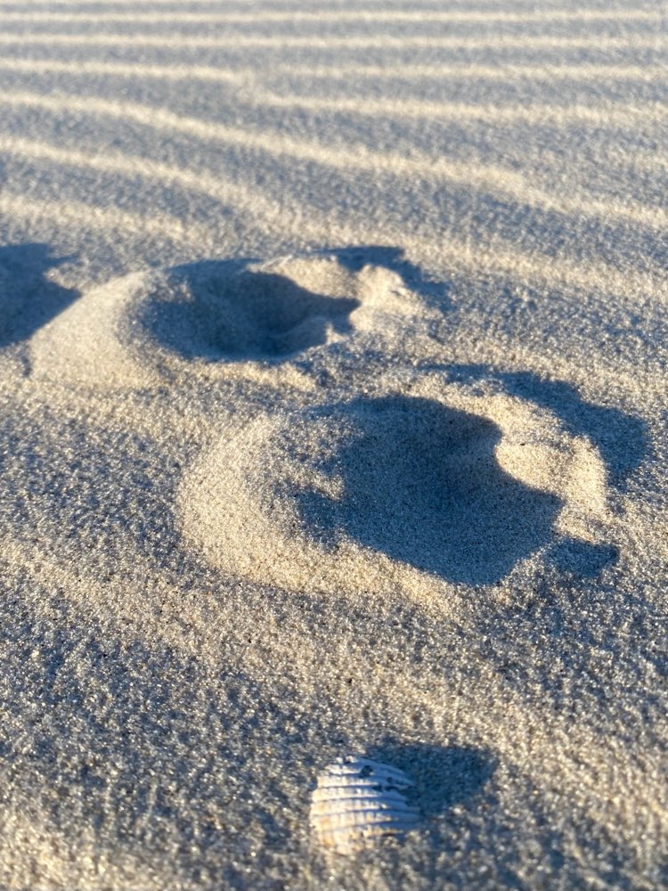 Pfötchen-Abdrücke im Sand, in der Erde, im Schnee, … Viel Spaß 🐾 Banner